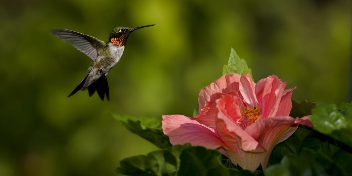 2560x1600 Colorful Hummingbirds Wallpaper. Beautiful Hummingbird Wallpaper