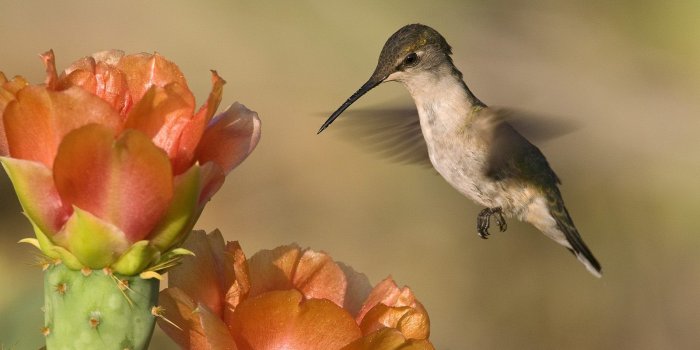 1600x1200 Download Best HD Wallpapers: Ruby Throated Hummingbird and Cactus