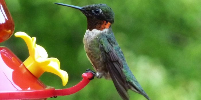 1601x1200 MLeWallpapers.com - Ruby-Throated Hummingbird