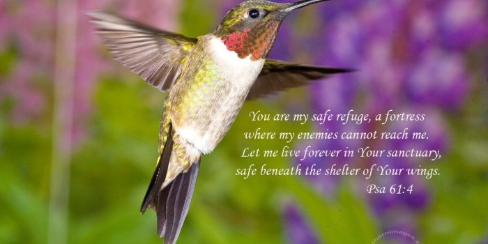 1280x800 Nature Photos with Scripture | Ruby-throated Hummingbird | things