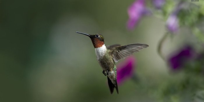 1600x900 Hummingbirds picha hummingbird, kolibri HD karatasi la kupamba ukuta