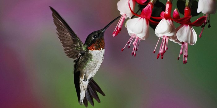 2560x1440 2876788 flowers photography fuschia birds hummingbirds wallpaper and