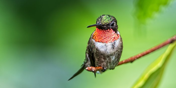 3379x2255 Ruby-throated Hummingbirds | Stephen L Tabone Nature Photography