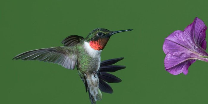 1024x768 Spring Bird Migration – Find Five Colorful Birds Arriving in