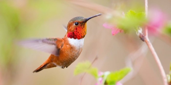 1680x1050 Focus photography of Red-throated hummingbird flying near flower