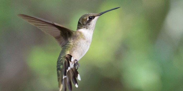 1024x768 Ruby-throated Hummingbird