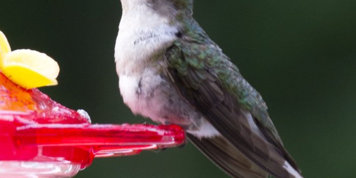 1350x1350 Hummingbird in macro photography HD wallpaper | Wallpaper Flare