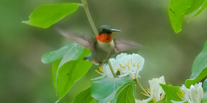 1024x768 RUBY-THROATED HUMMINGBIRD - Birds of Nebraska - Online