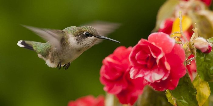 1000x800 029 by Les-Piccolo // Ruby-Throated Hummingbird // deviantart | Cats