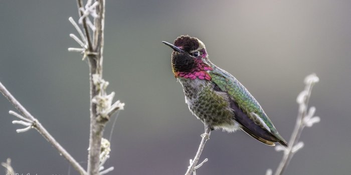 2048x1152 Greatest California Thrasher Bird Wallpaper - Ruby-throated