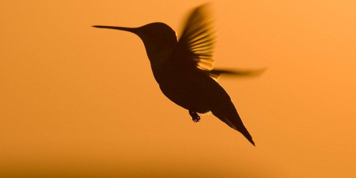 1024x768 Ruby-Throated Hummingbird Standard Desktop Wallpaper