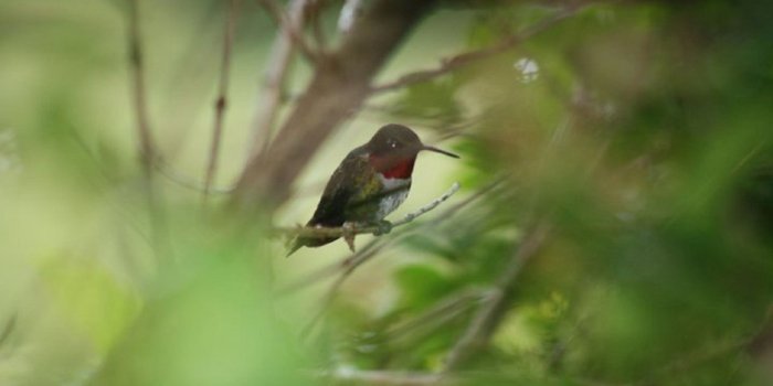 1920x1280 ruby throated hummingbird free image | Peakpx