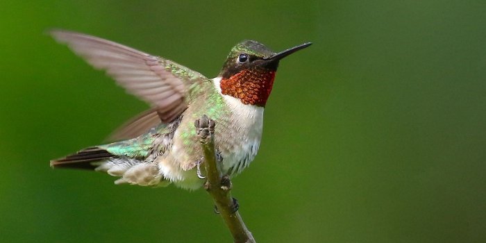 1400x1050 The symphony of collor in a male ruby-throated hummingbird, a blue