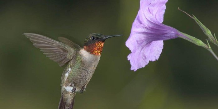 1024x768 Free Hummingbird Wallpapers