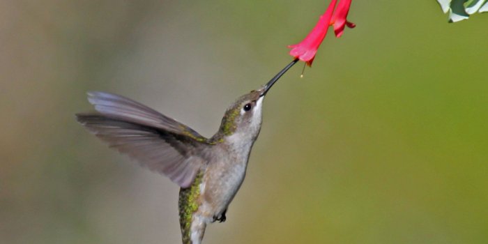 1919x1439 File:Ruby-throated Hummingbird (Archilochus colubris) RWD4.jpg
