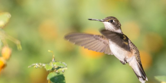2020x1347 Wildlife photography of bird flying to a green leaf plant