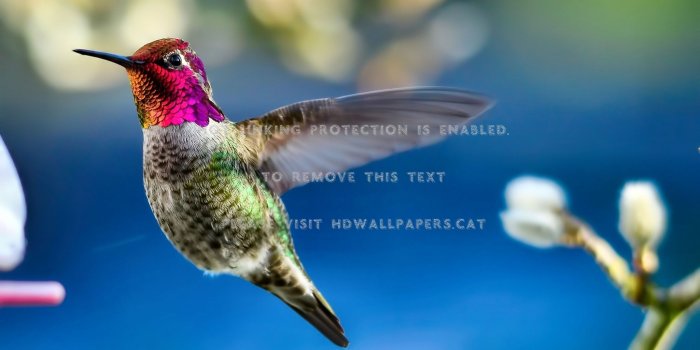 2050x1150 ruby-throated hummingbird f beautiful avian