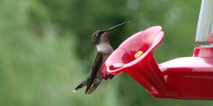 1920x1080 Ruby Throated Hummingbirds in Shenandoah | Shenandoah Valley Flowers