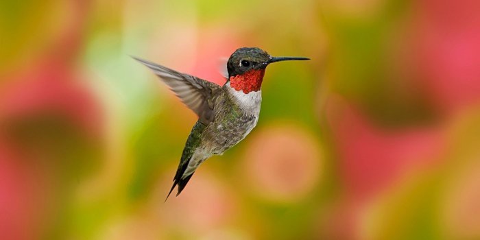 1920x1200 Hummingbird Wallpaper (72+ images)