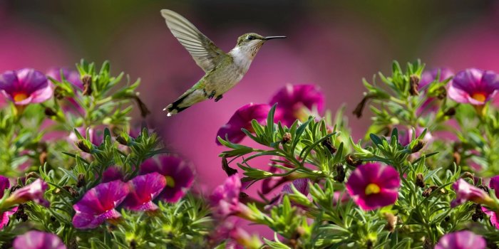 2560x1600 Animated Hummingbird Wallpaper | HD Wallpapers | Hummingbird