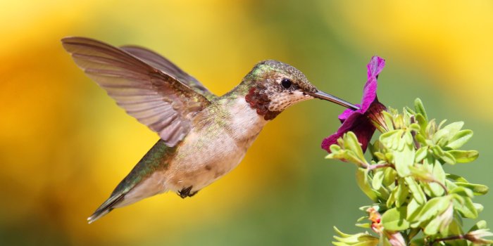 4794x3195 Juvenile Ruby-throated Hummingbird (archilochus colubris) - Custom