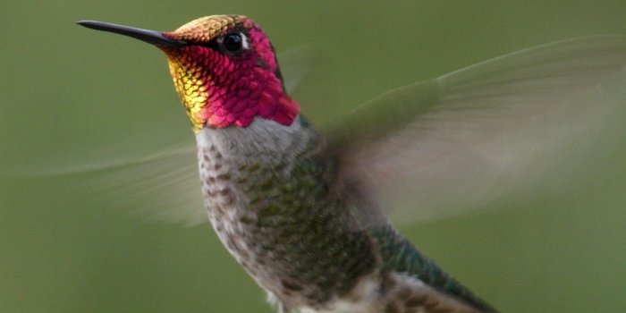 1970x1325 Gallery of Humming Bird Pictures on Animal Picture Society