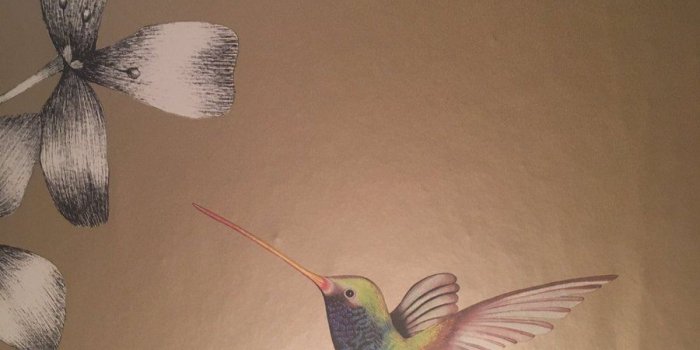 900x1200 Sarah Montague On Twitter - Ruby-throated Hummingbird