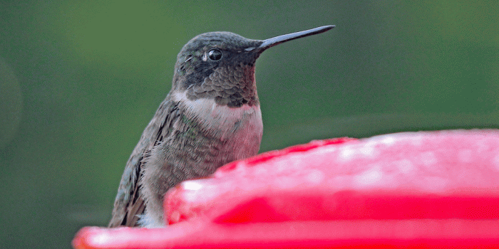 1024x768 Male Ruby-throated Hummingbird - FeederWatch