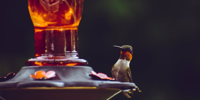 4899x3386 Selective Focus Photography Of Ruby-throated Hummingbird Perched On