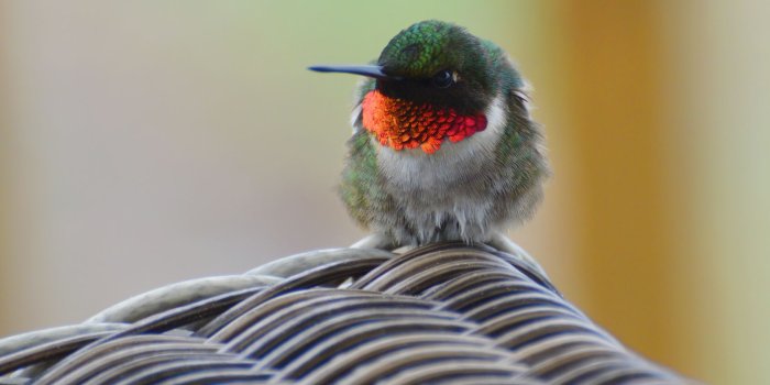 1680x1050 Suzanne Britton Nature Photography: Ruby-Throated Hummingbird