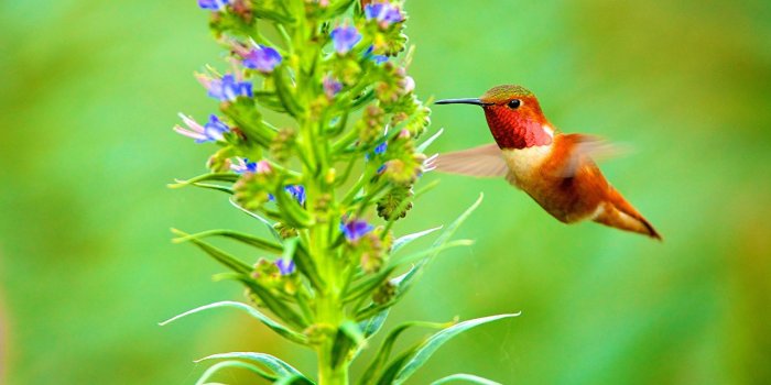 1280x853 Picture Birds Hummingbird - Hummingbird Desktop Free Wallpaper