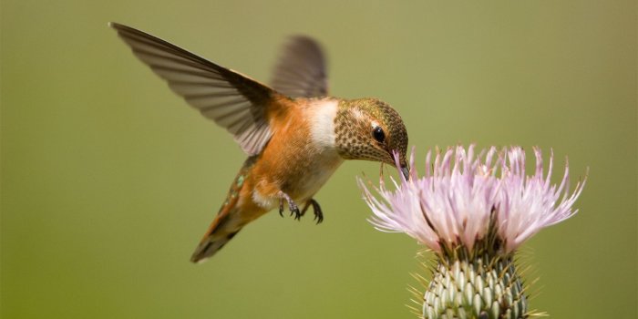 1600x900 Hummingbirds: What to Feed Them and a Springtime Q&A | HowStuffWorks