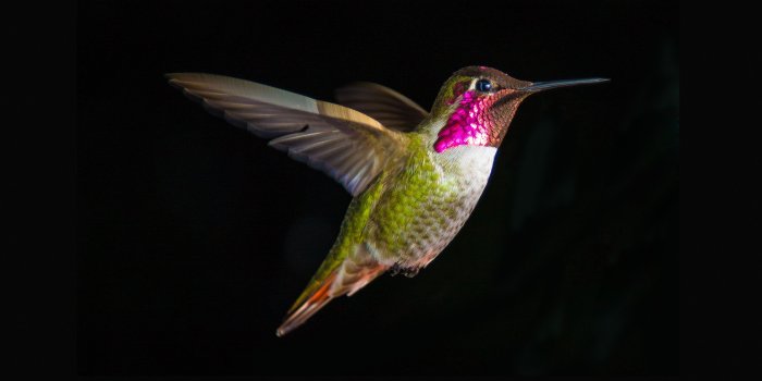 3840x2160 Hummingbird Mid Flight Close Up 4K Desktop Wallpaper