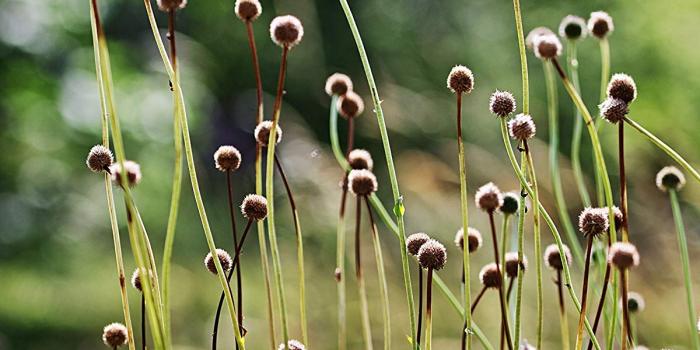 1200x1500 Amazon.com: Grass Flowers Paper Print, High Contrast, Professional