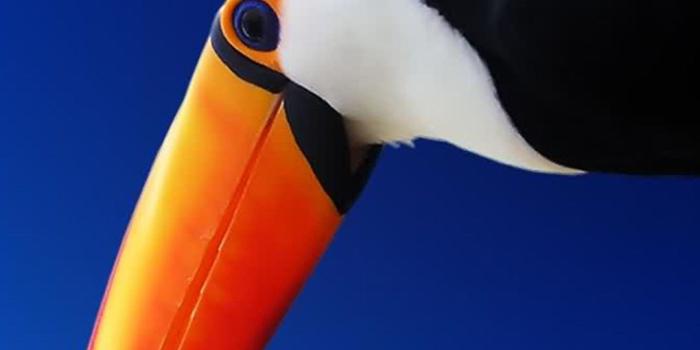 1080x1920 Toucan high contrast bird Wallpapers for Galaxy S5