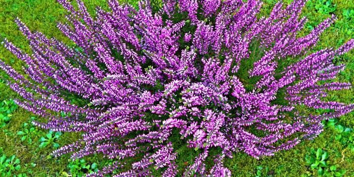 3320x2486 high contrast photo purple cluster flower free image | Peakpx