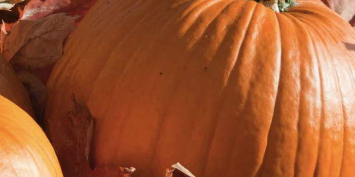 1398x2592 Pumpkin food orange | wallpaper.sc iPhone7Plus