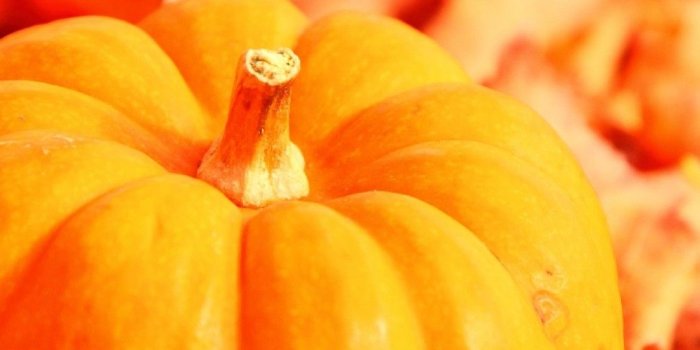 1080x1920 Fall Pumpkin Wallpaper and Screensavers (63+ images)