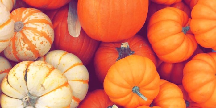 1242x2208 Autumn Pumpkin iPhone Wallpapers - Top Free Autumn Pumpkin iPhone