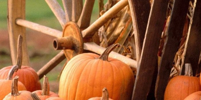 1080x1920 Pumpkins Backgrounds (50+ images)