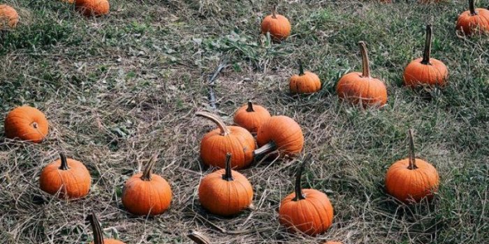 758x1157 Pumpkins lining a walking trail - Idea Wallpapers , iPhone