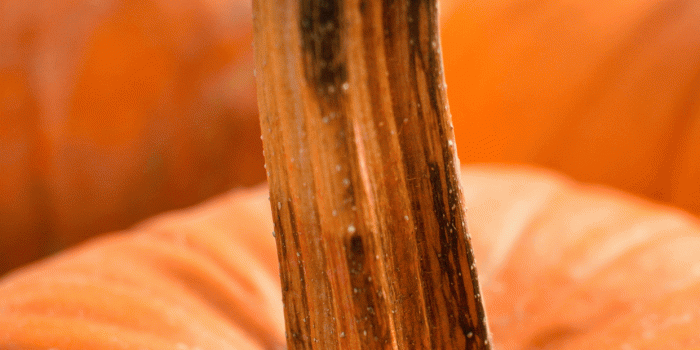 1242x2688 Pumpkin wallpapers for iPhone: download them now!