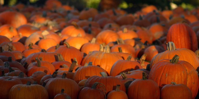 3072x2048 70+ HD Pumpkin Wallpapers - Download at WallpaperBro