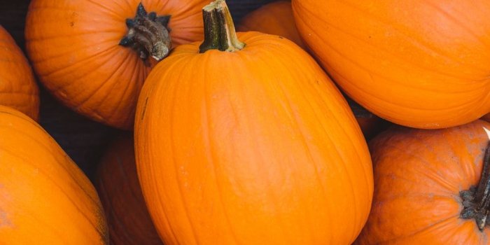 1000x1500 500+ Pumpkin Pictures [HD] | Download Free Images on Unsplash