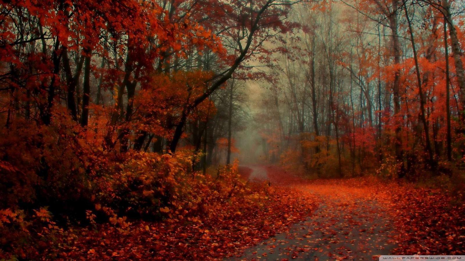 1920x1080 Romantic Autumn 3 Wallpaper 1080p HD | ideas | Autumn forest, Ipad