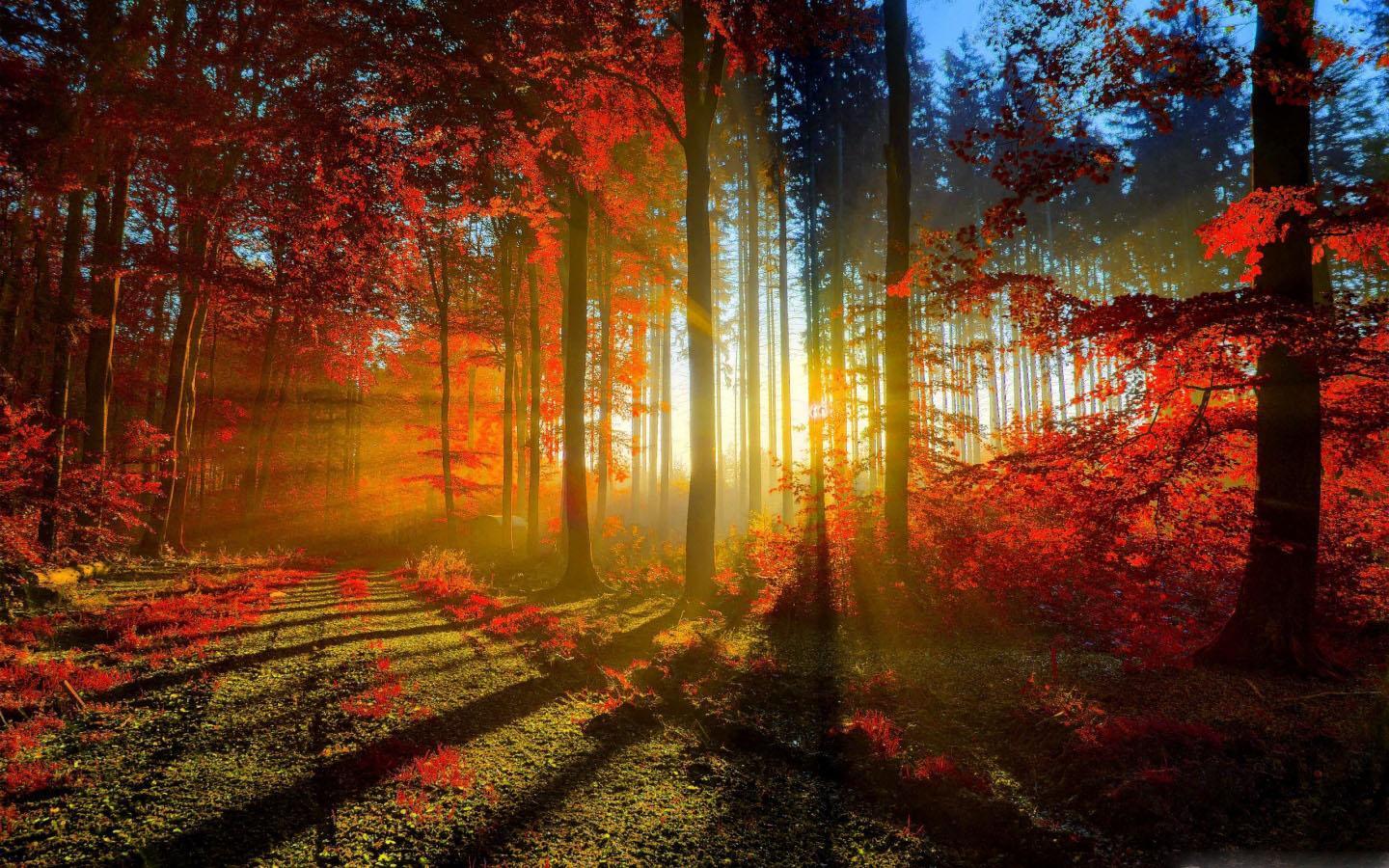1440x900 Romantic Autumn Wallpapers for Android - APK Download