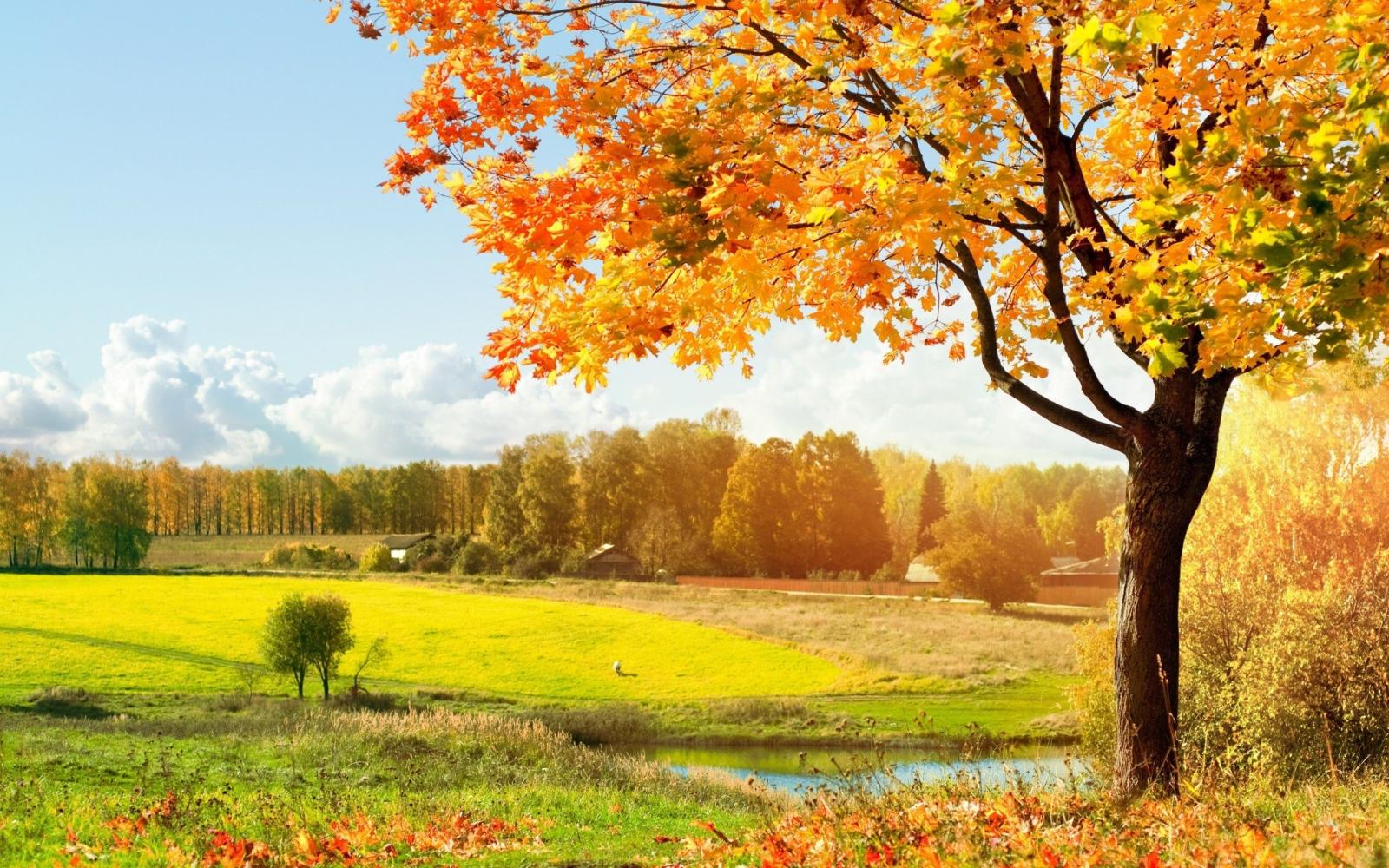 2560x1600 Romantic Autumn #6997642