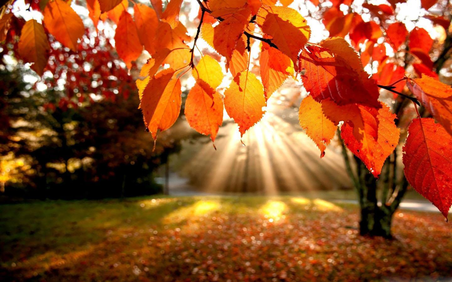 1440x900 Romantic Autumn Wallpapers for Android - APK Download
