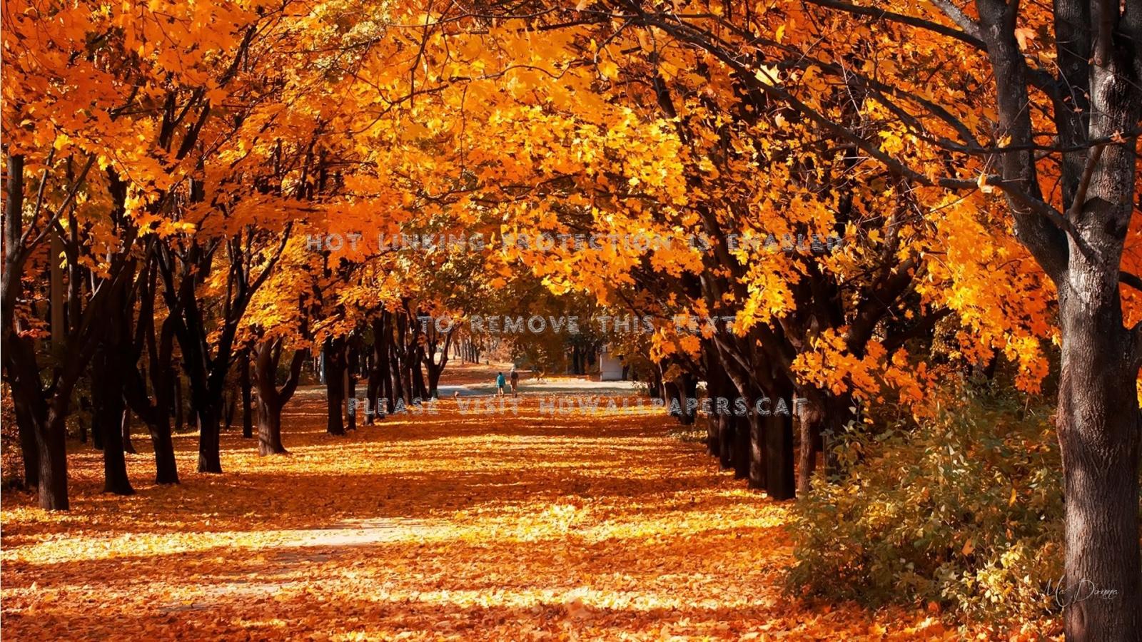 1920x1080 a walk in the park autumn couple romantic