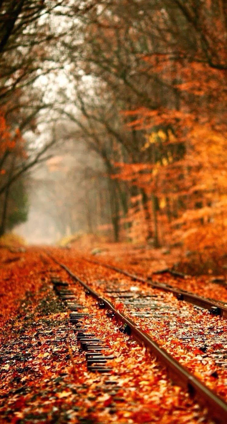 744x1392 Lovely autumn orange nature, railroad tracks | Romantic❦Railway in
